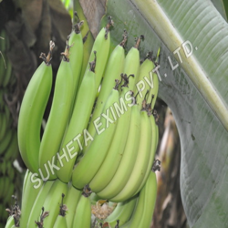 Fresh Raw Banana Manufacturer Supplier Wholesale Exporter Importer Buyer Trader Retailer in Aurangabad Maharashtra India